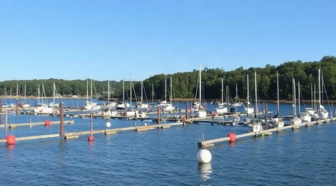 Sailboats lying at buoys in a mooring field near a forested shore